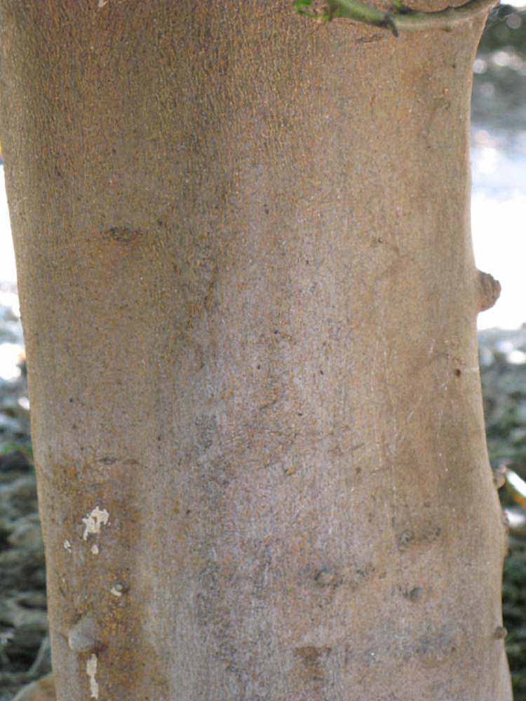           Bark (Riverside, CA)   